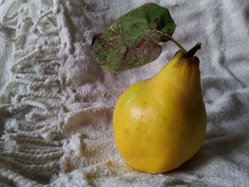 quince still life food