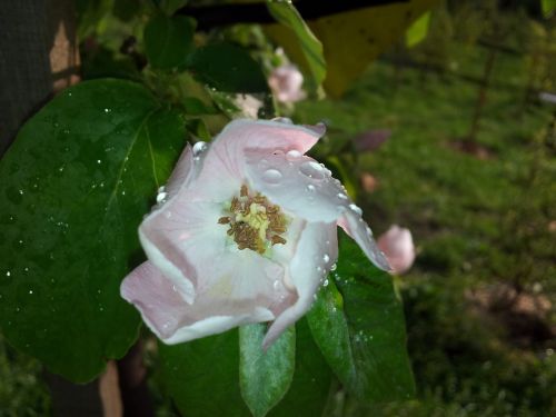 quince flower tree