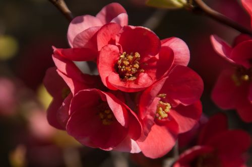 quince red nature