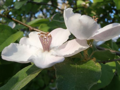 quince white flower nature