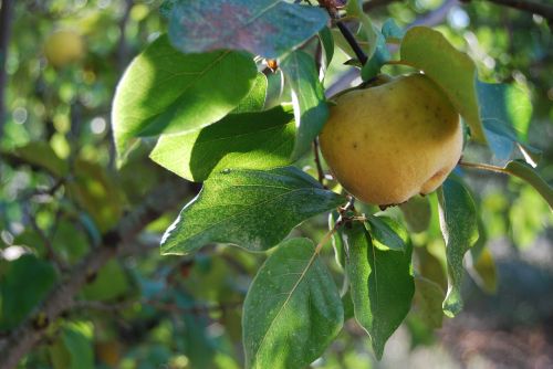 quince fruit autumn