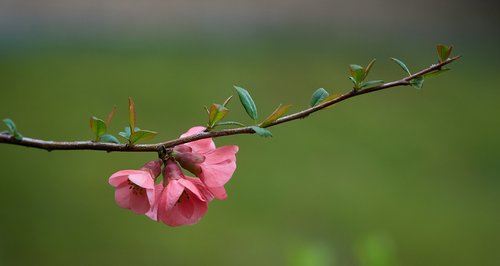quince  spring  flowers