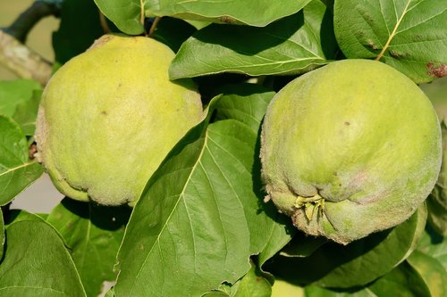 quince  fruit  yellow