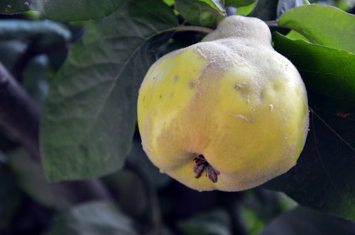 quince  cydonia  fruit