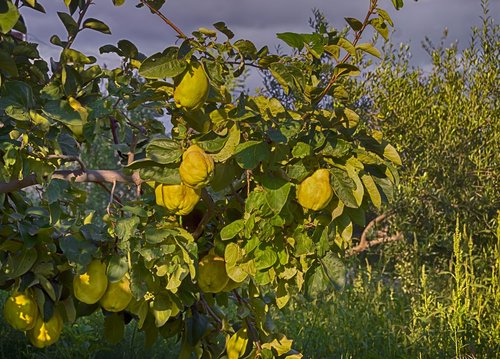 quince  autumn fruit  tree of quince