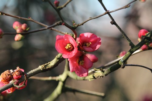 quince  spring  flowers