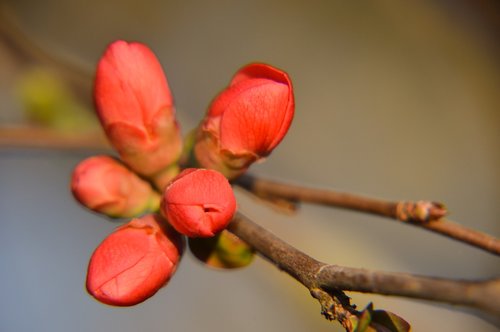 quince  japan  spring