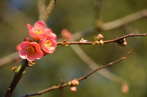 quince  japan  spring