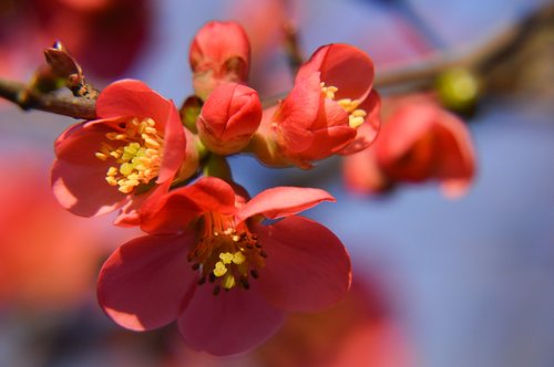 quince  japan  spring