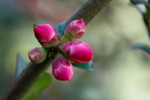 quince  spring  tree