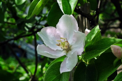 quince  flower  tree