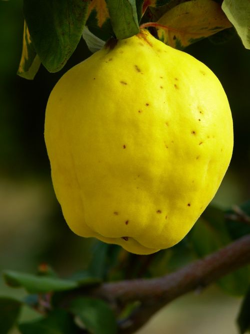 quince fruit plant