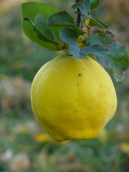 quince fruit plant