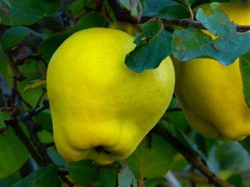 quince fruit plant