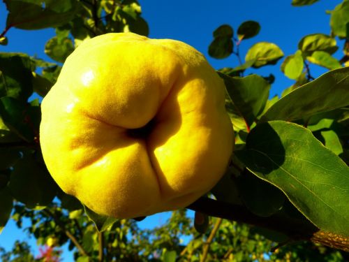 quince fruit plant