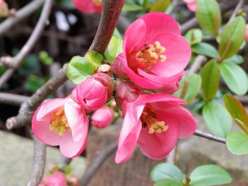 quince pink flower