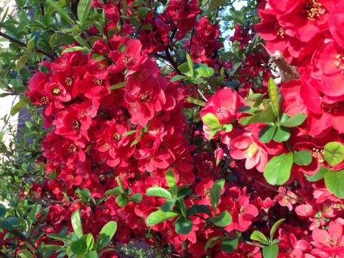 quince red flower