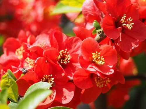 quince bokeh flower red
