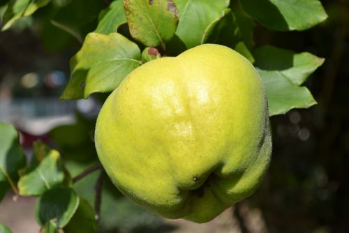 quince quince tree quince leaves