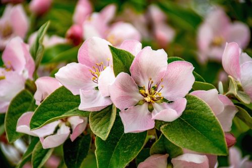quince blossom flower nature