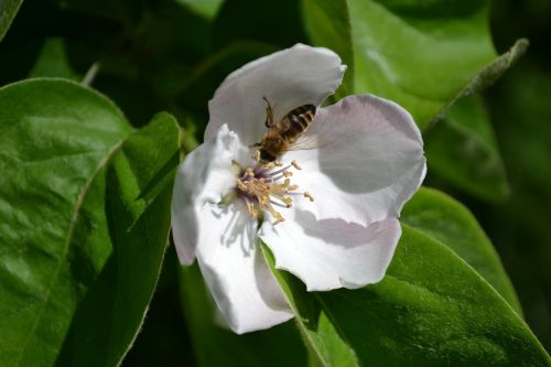 quince flower flowers bee
