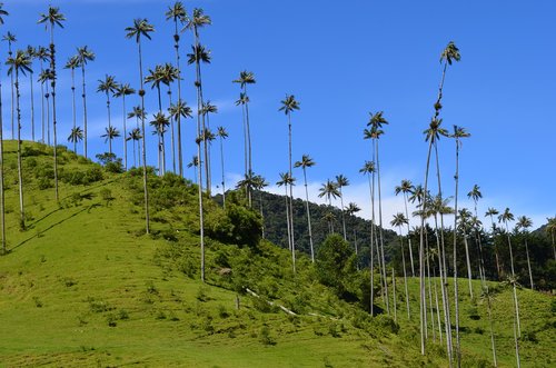 quindio  nature  landscapes