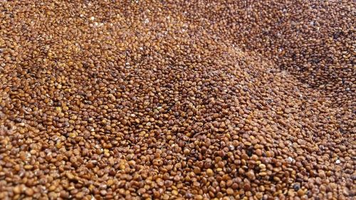 quinoa red grain