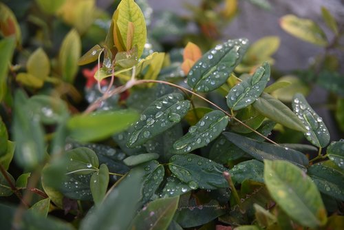 quisqueya  leaves  leaf