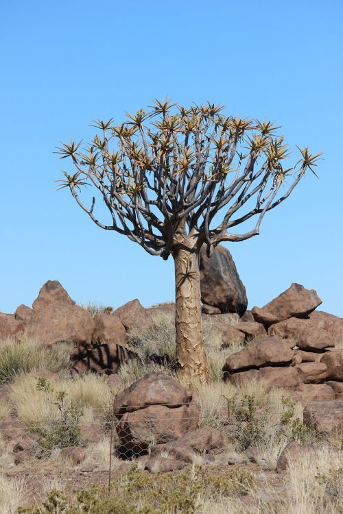 quiver tree namibia africa
