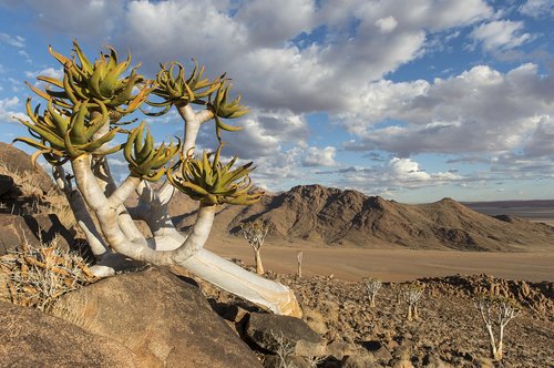 quiver tree  namibia  nature