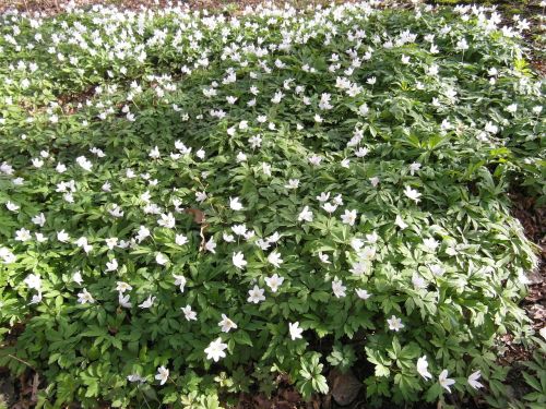 raakmoor flowers white