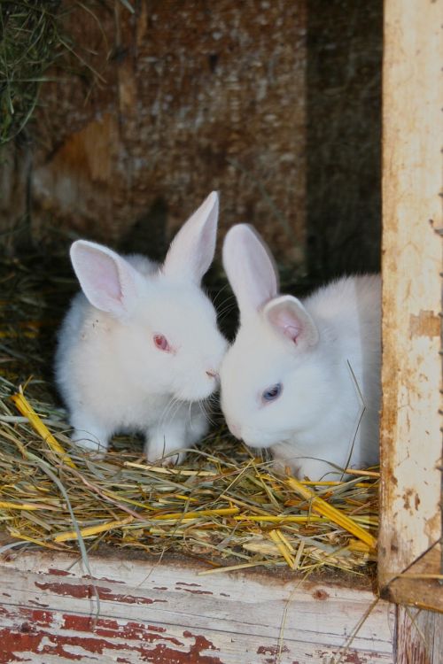rabbit young rabbits white