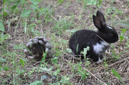 rabbit nature black