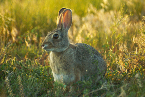 rabbit hare bunny