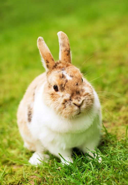 rabbit brown white