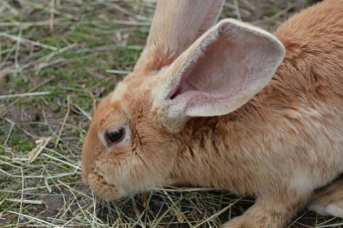 rabbit hare munchkins