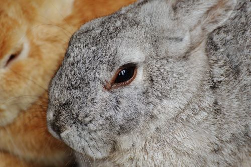 rabbit wildpark poing hare