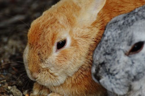 rabbit wildpark poing hare