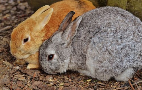 rabbit wildpark poing hare