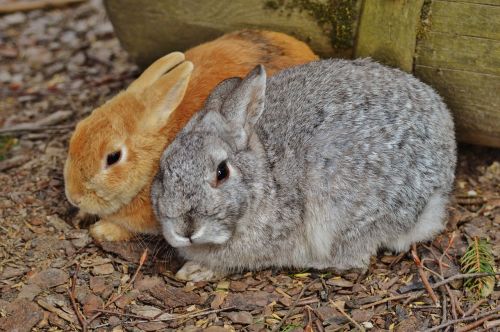 rabbit wildpark poing hare