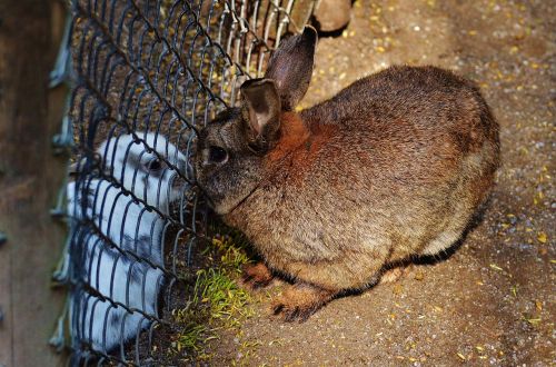 rabbit wildpark poing separated