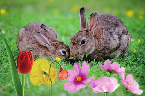 rabbit easter flowers