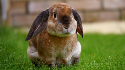 rabbit garden bunny