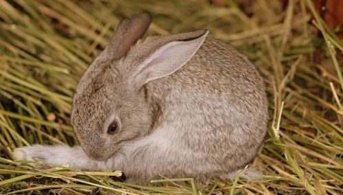 rabbit gray cute