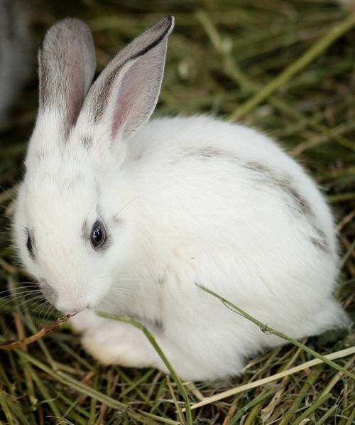 rabbit small cute