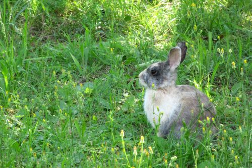 rabbit nature animals