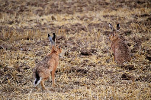 rabbit field long eared