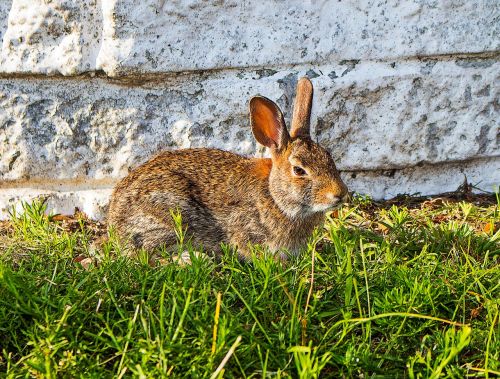 rabbit animal wild life