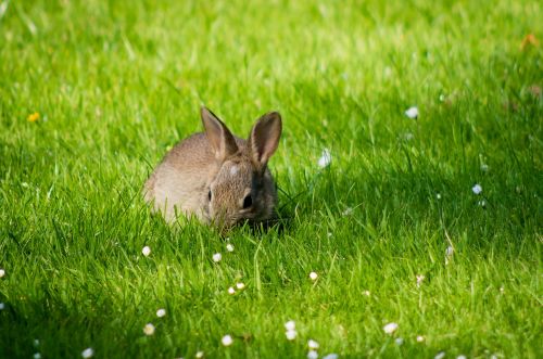 rabbit grass meadow