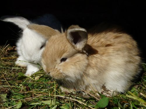 rabbit bunny rabbits